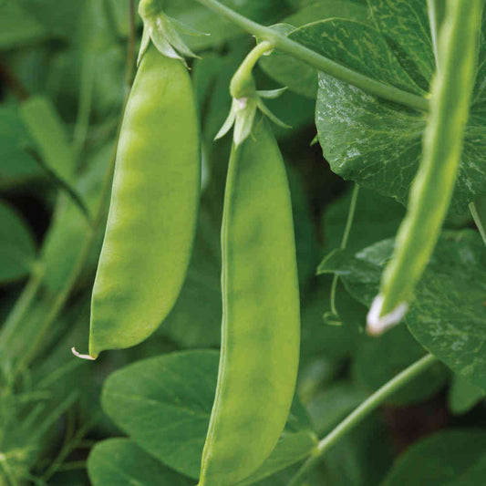 Mangetout | Snow Peas | Sugar Pod Peas, 200 Oregon Sugar Pod Pea Vegetable Seeds, Sweet, Crunchy and Fast Growing | In Pictorial Packet With Growing Instructions| Always Next Business Day Dispatch