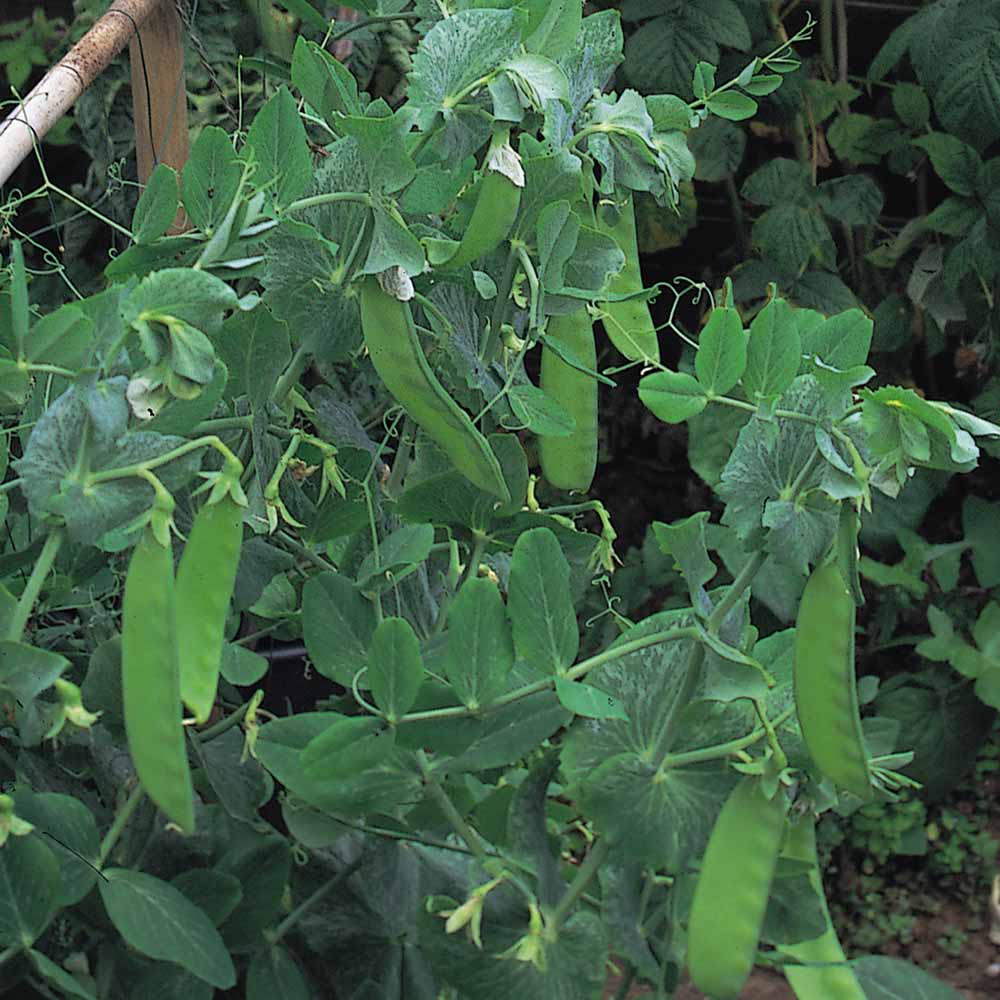 Mangetout | Snow Peas | Sugar Pod Peas, 200 Oregon Sugar Pod Pea Vegetable Seeds, Sweet, Crunchy and Fast Growing | In Pictorial Packet With Growing Instructions| Always Next Business Day Dispatch
