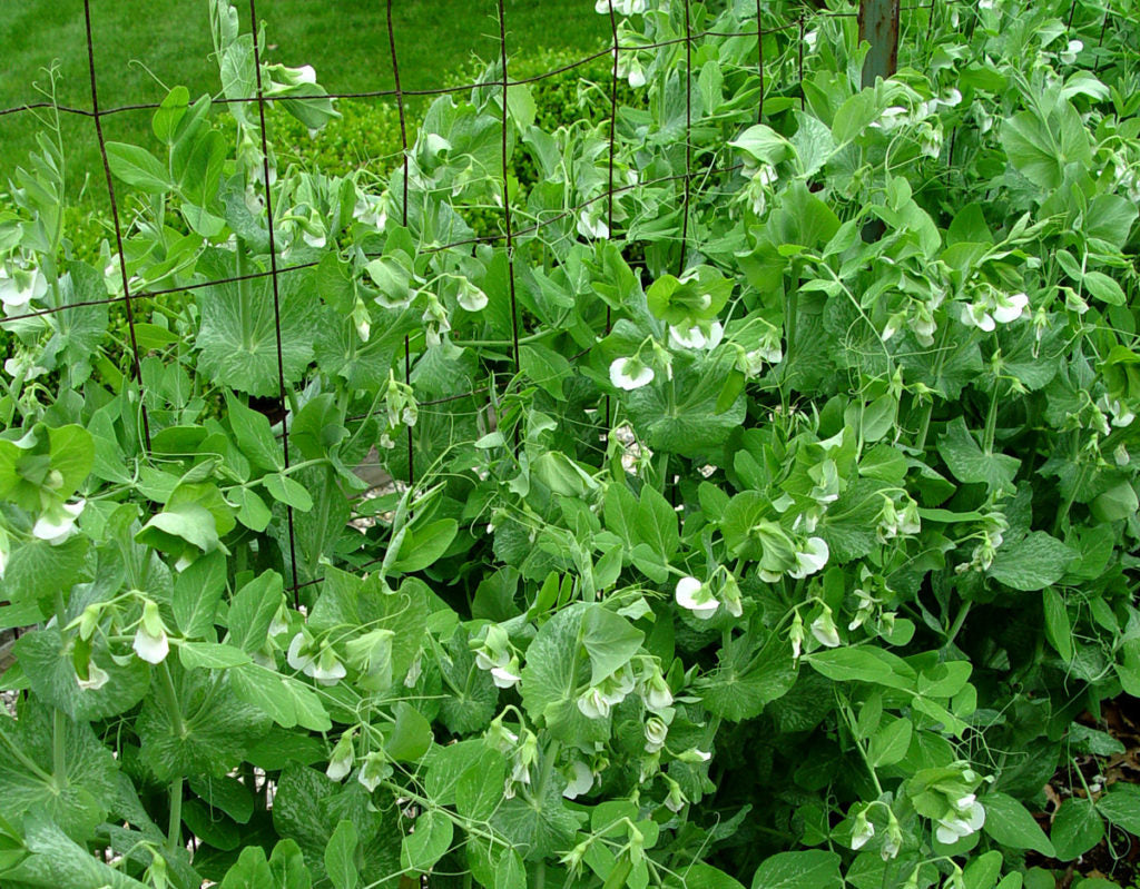 Mangetout | Snow Peas | Sugar Pod Peas, 200 Oregon Sugar Pod Pea Vegetable Seeds, Sweet, Crunchy and Fast Growing | In Pictorial Packet With Growing Instructions| Always Next Business Day Dispatch