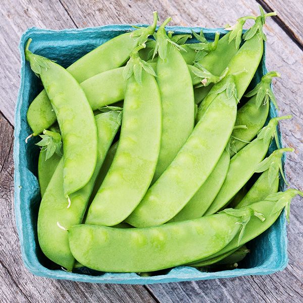 Mangetout | Snow Peas | Sugar Pod Peas, 200 Oregon Sugar Pod Pea Vegetable Seeds, Sweet, Crunchy and Fast Growing | In Pictorial Packet With Growing Instructions| Always Next Business Day Dispatch
