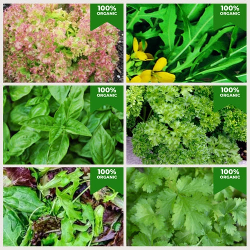 Organic Herb Salad Seeds Bundle | Basil, Baby Leaf, Parsley, Lollo Rossa, Wild Rocket | 3500 Seeds in Six Pictorial Packets With Growing Instructions | Always Dispatched Next Business Day