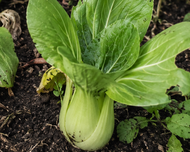Pak Choi 'White Stem’ Vegetable Seeds | 200 Seeds in a Pictorial Packet With Growing Instructions | Always Dispatched Next Business Day