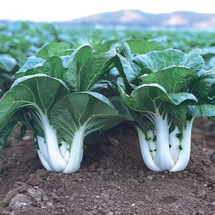 Pak Choi 'White Stem’ Vegetable Seeds | 200 Seeds in a Pictorial Packet With Growing Instructions | Always Dispatched Next Business Day