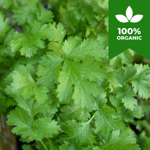 Organic Flat Leaf Italian Giant Parsley | 500 Herb Seeds in Pictorial Packet With Growing Instructions | Always Dispatched Next Business Day