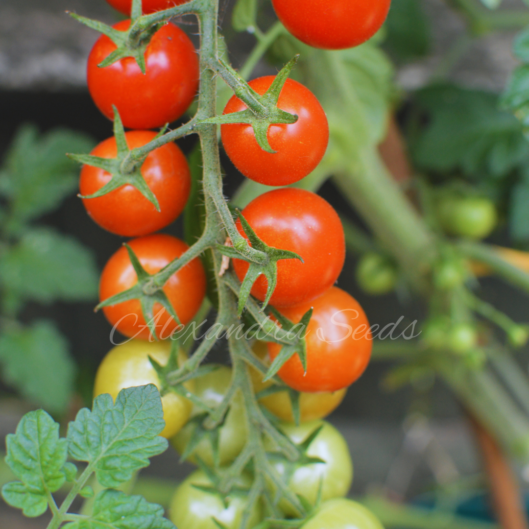 Tomato Seeds - Heirloom Piccolo Italian Cherry Tomatoes | Sweet, High Yield | 30 Seeds in Pictorial Packet With Growing Instructions | Always Dispatched Next Business Day