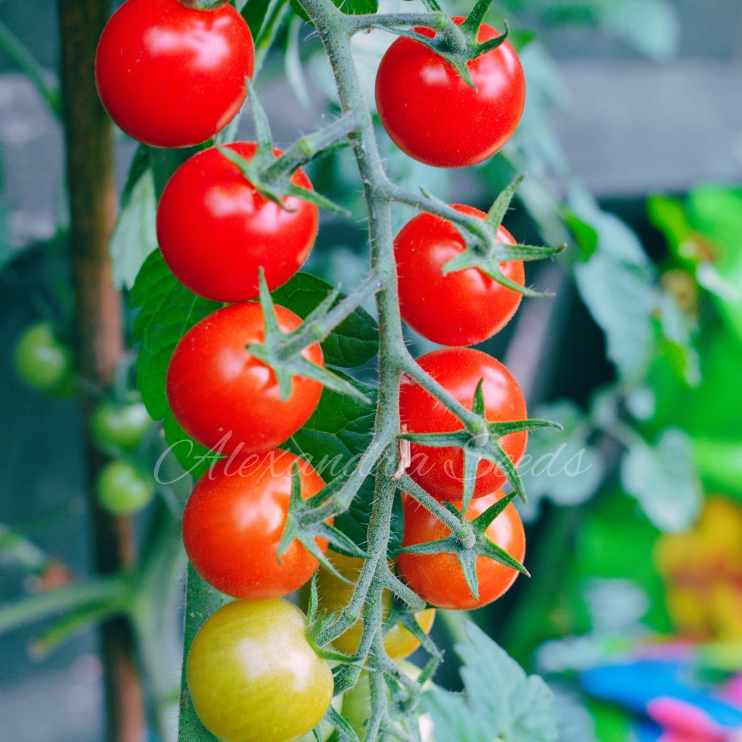 Tomato Seeds Bundle 4 Pack | Alicante, Piccolo, Moneymaker, Cherry Tomatoes | In Pictorial Packet With Growing Instructions | Always Dispatched Next Business Day