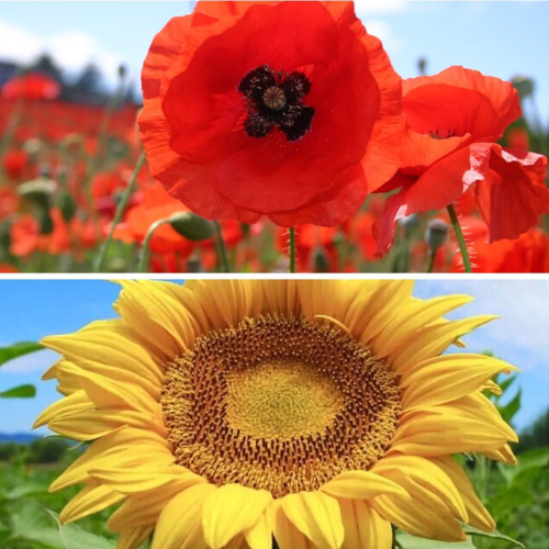 Poppy and Sunflower Seeds Bundle | Wildflowers - Poppies, Sunflower | In Two Pictorial Packet With Growing Instructions | Always Dispatched Next Business Day
