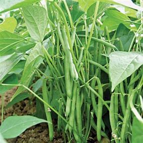 Dwarf French Bean Seeds - 'The Prince' | High Yield, Easy to Grow Vegetable | 85 Seeds in Pictorial Packet With Growing Instructions | Always Dispatched Next Business Day