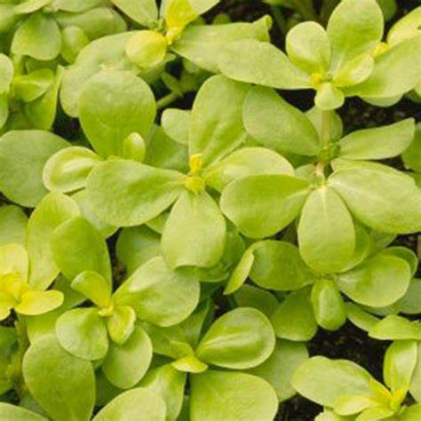 Purslane Seeds - Golden Herb | 1500 Seeds in Pictorial Packet With Growing Instructions | Always Dispatched Next Business Day