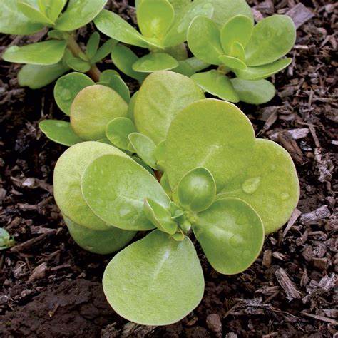 Purslane Seeds - Golden Herb | 1500 Seeds in Pictorial Packet With Growing Instructions | Always Dispatched Next Business Day