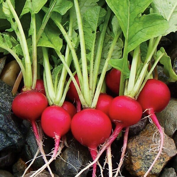 Radish - Cherry Belle Heritage | Fast and Easy to Grow | 350 Premium Heirloom Vegetable Seeds in Pictorial Packet With Growing Instructions | Always Dispatched Next Business Day