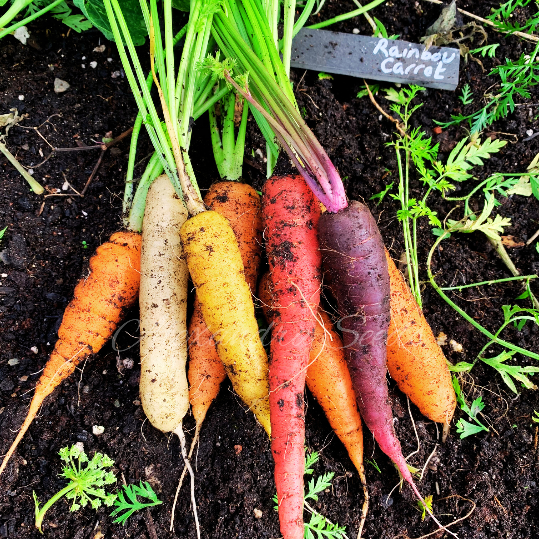 Carrot Seeds - Rainbow Mix, 300 Vegetable Seeds | Mixed Colours, Purple, Red, Yellow, White, Scarlet | Pictorial Packet With Growing Instructions | Always Dispatched Next Business Day