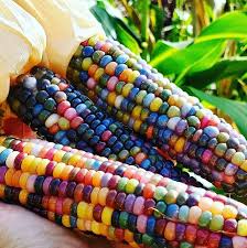 Ornamental Fiesta Corn Seeds Zea Mays | 25 Colourful Rainbow Maize in Pictorial Packet With Growing Instructions | Always Next Business Day Dispatch