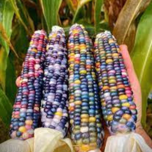 Ornamental Fiesta Corn Seeds Zea Mays | 25 Colourful Rainbow Maize in Pictorial Packet With Growing Instructions | Always Next Business Day Dispatch