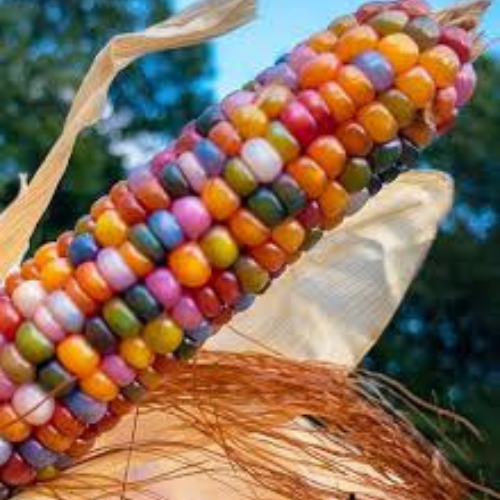 Ornamental Fiesta Corn Seeds Zea Mays | 25 Colourful Rainbow Maize in Pictorial Packet With Growing Instructions | Always Next Business Day Dispatch