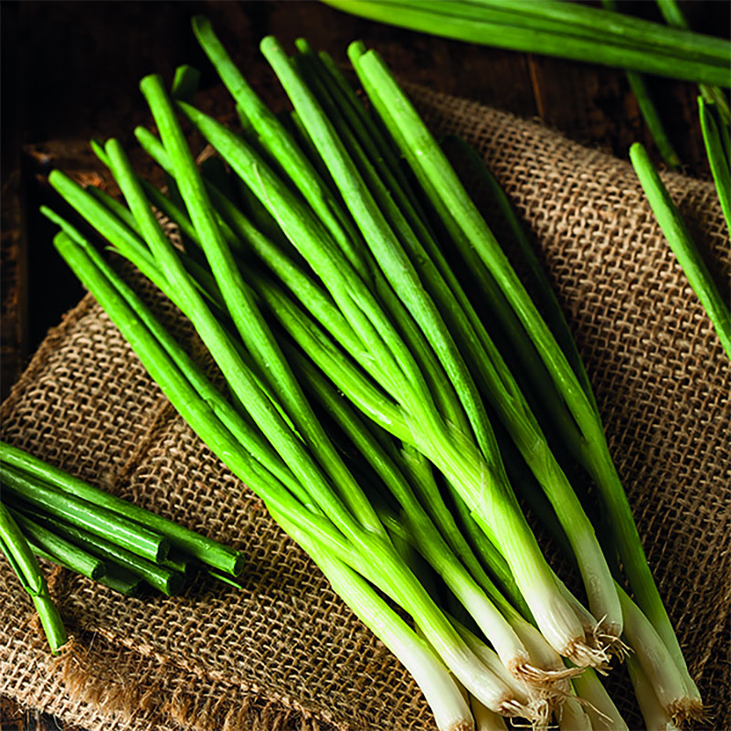 Spring Onion - Ramrod | 250 Salad Onion Seeds in Pictorial Packet With Growing Instructions | Always Dispatched Next Business Day