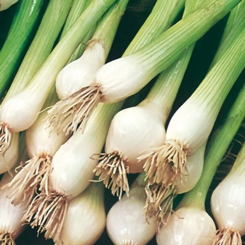 Spring Onion - Ramrod | 250 Salad Onion Seeds in Pictorial Packet With Growing Instructions | Always Dispatched Next Business Day