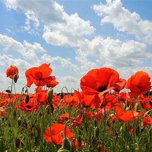 Poppy and Sunflower Seeds Bundle | Wildflowers - Poppies, Sunflower | In Two Pictorial Packet With Growing Instructions | Always Dispatched Next Business Day
