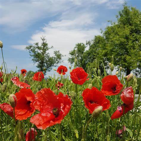 Poppy Seeds For Sowing - Red Poppies | Wildflower Papaver Flanders | In Pictorial Packet With Growing Instructions | Always Dispatched Next Business Day