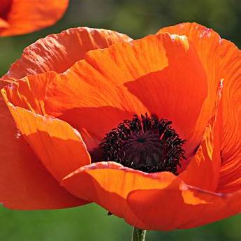 Poppy Seeds For Sowing - Red Poppies | Wildflower Papaver Flanders | In Pictorial Packet With Growing Instructions | Always Dispatched Next Business Day