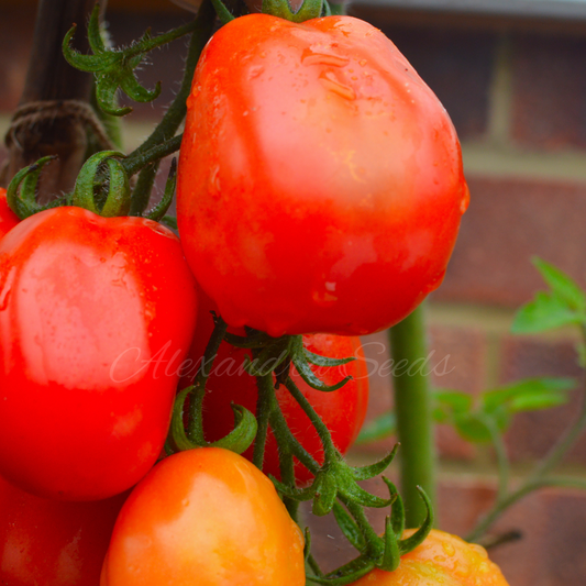 Tomato Seeds - Italian Plum Roma | Sauces, Paste & Passata | 20 Seeds in Pictorial Packet With Growing Instructions | Always Dispatched Next Business Day