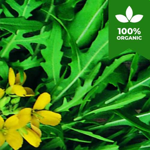 Organic Wild Rocket Seeds | 500 Wild Rocket Seeds in Pictorial Packet With Growing Instructions | Always Dispatched Next Business Day