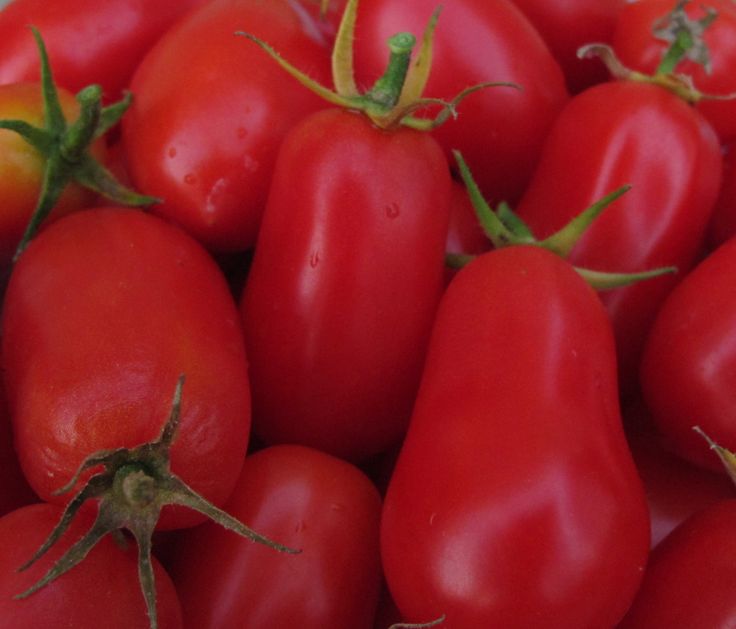 Tomato Seeds - Italian Plum Roma | Sauces, Paste & Passata | 20 Seeds in Pictorial Packet With Growing Instructions | Always Dispatched Next Business Day