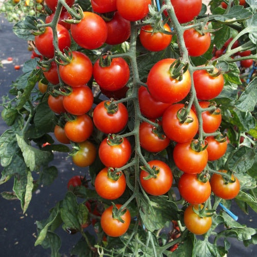 Tomato Seeds Bundle 4 Pack | Alicante, Piccolo, Moneymaker, Cherry Tomatoes | In Pictorial Packet With Growing Instructions | Always Dispatched Next Business Day