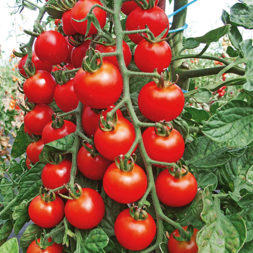 Tomato Seeds - Cherry Tomato | Sweet, Juicy, Heavy Cropper | 30 Rubinka Cherry Tomato Seeds in Pictorial Packet With Growing Instructions | Always Dispatched Next Business Day