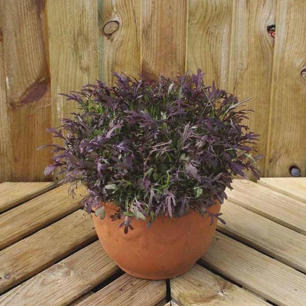 Mustard Oriental Ruby Streaks Salad Seeds | Sweet and Spicy | 150 Seeds in Pictorial Packet With Growing Instructions | Always Dispatched Next Business Day