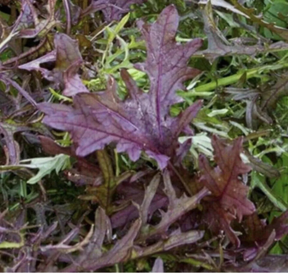 Mustard Oriental Ruby Streaks Salad Seeds | Sweet and Spicy | 150 Seeds in Pictorial Packet With Growing Instructions | Always Dispatched Next Business Day