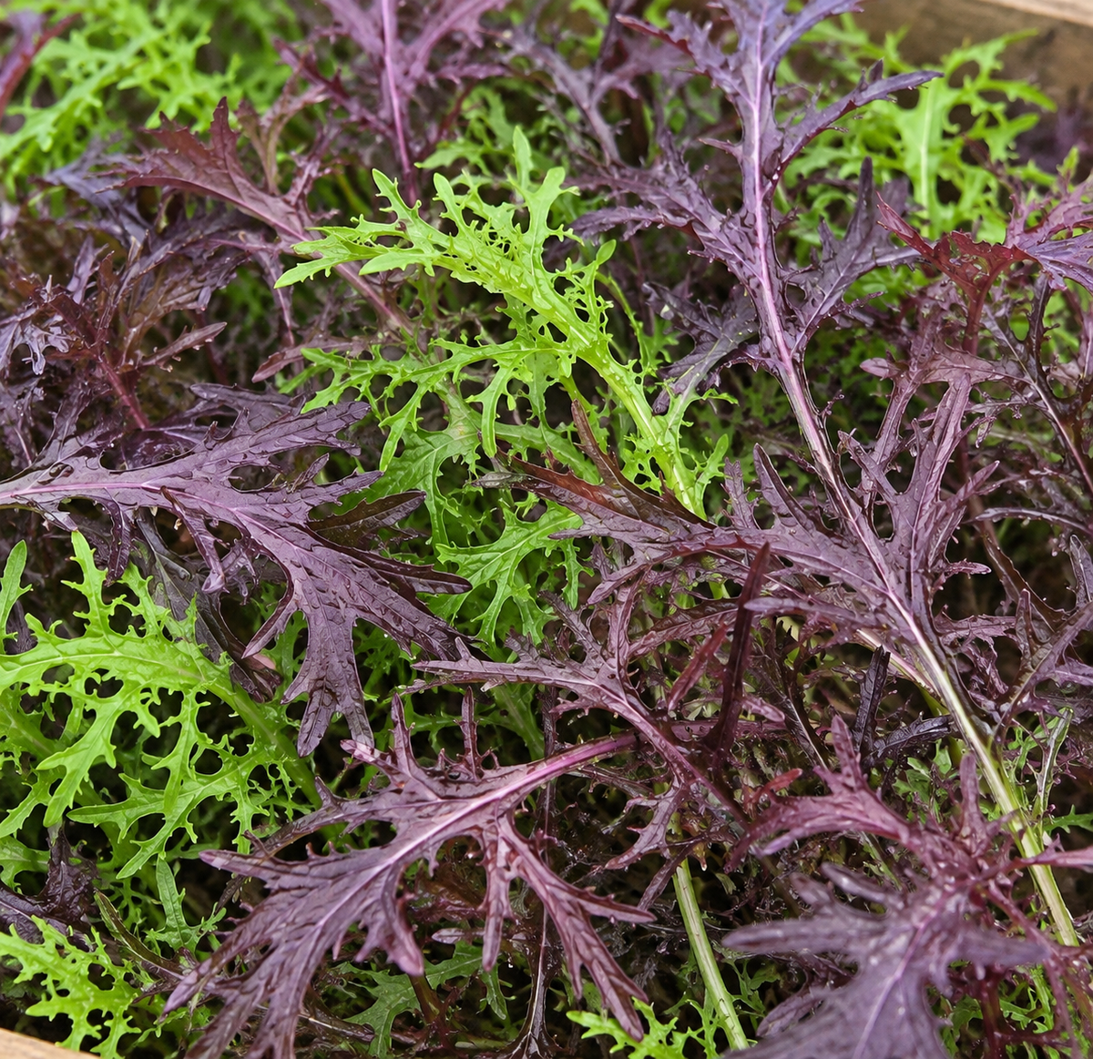Mustard Oriental Ruby Streaks Salad Seeds | Sweet and Spicy | 150 Seeds in Pictorial Packet With Growing Instructions | Always Dispatched Next Business Day