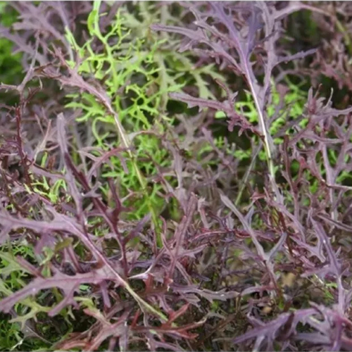 Mustard Oriental Ruby Streaks Salad Seeds | Sweet and Spicy | 150 Seeds in Pictorial Packet With Growing Instructions | Always Dispatched Next Business Day