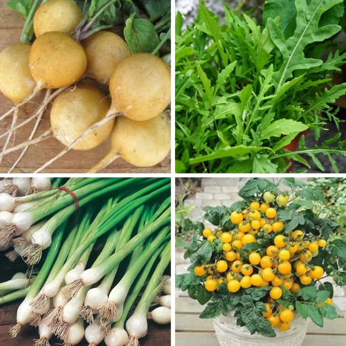 Salad Seed Bundle for Containers, Patios, Small Spaces, Pots, Kitchen Garden | Tomatoes, Spring Onions, Rocket & Radish |In Four Pictorial Packets With Growing Instructions | Always Next Business Day Dispatch