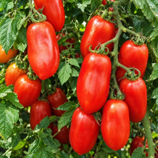 Tomato Seeds - Italian Plum Tomato San Marzano | 20 Seeds in Pictorial Packet With Growing Instructions | Always Dispatched Next Business Day