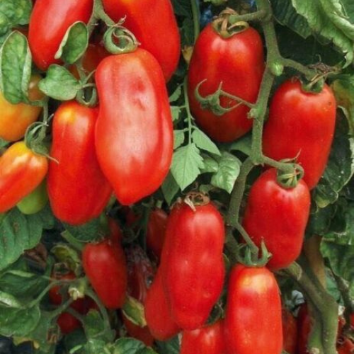 Tomato Seeds - Italian Plum Tomato San Marzano | 25 Seeds in Pictorial Packet With Growing Instructions | Always Dispatched Next Business Day