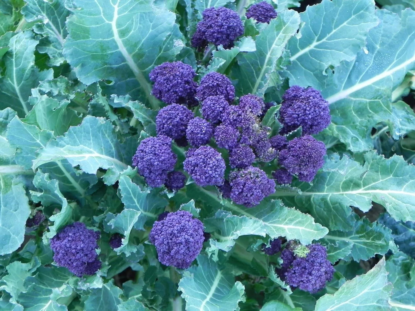 Purple Sprouting Broccoli Seeds: Winter Hardy, Early Variety | 250 Vegetable Seeds in Pictorial Packet With Growing Instructions | Always Next Business Day Dispatch