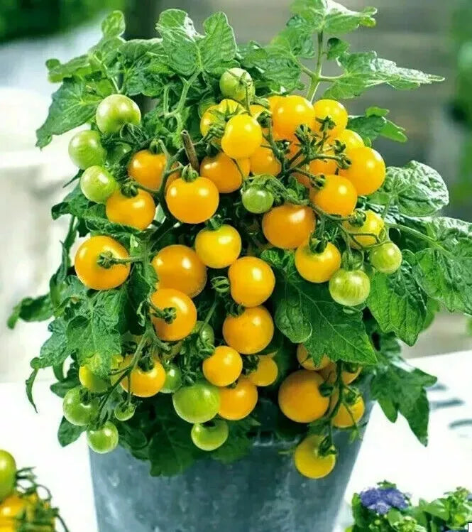 Salad Seed Bundle for Containers, Patios, Small Spaces, Pots, Kitchen Garden | Tomatoes, Spring Onions, Rocket & Radish |In Four Pictorial Packets With Growing Instructions | Always Next Business Day Dispatch