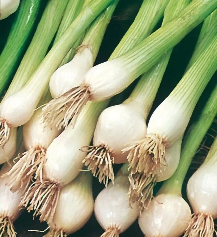 Salad Seed Bundle for Containers, Patios, Small Spaces, Pots, Kitchen Garden | Tomatoes, Spring Onions, Rocket & Radish |In Four Pictorial Packets With Growing Instructions | Always Next Business Day Dispatch