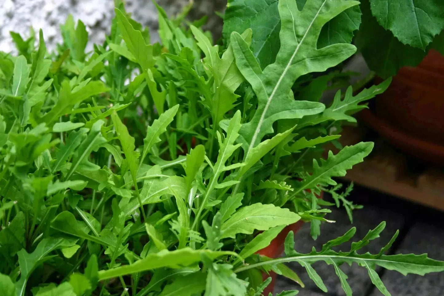 Salad Seed Bundle for Containers, Patios, Small Spaces, Pots, Kitchen Garden | Tomatoes, Spring Onions, Rocket & Radish |In Four Pictorial Packets With Growing Instructions | Always Next Business Day Dispatch