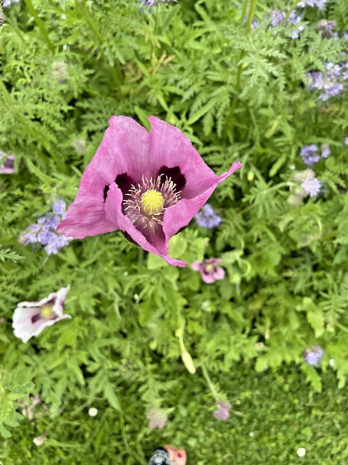 Wildflowers | 2000 Pure Wild Flower Summer Seeds Mix | NO GRASS Great for Bees & Insects | In Pictorial Packet With Growing Instructions | Always Dispatched Next Business Day