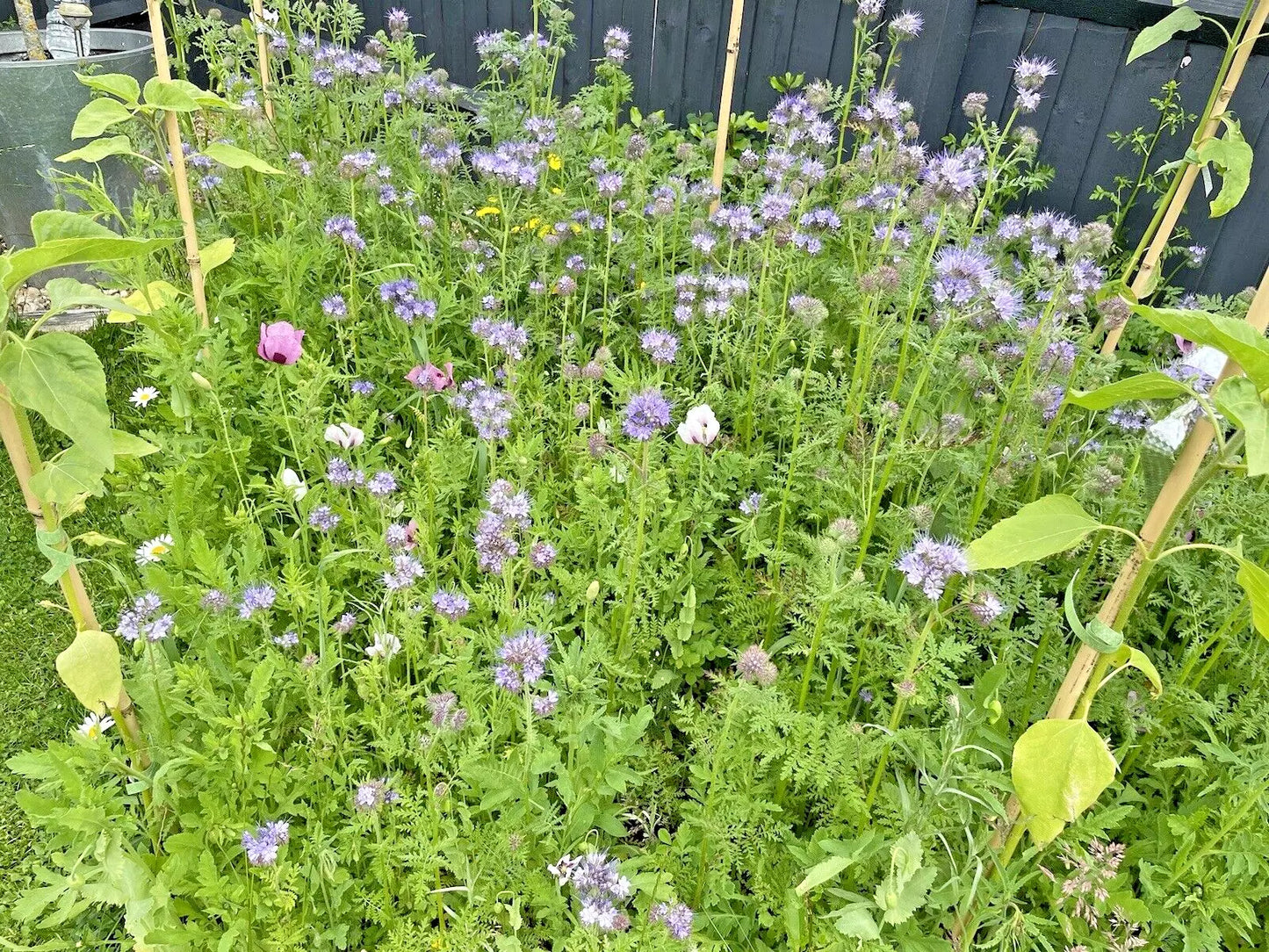 Wildflowers | 2000 Pure Wild Flower Summer Seeds Mix | NO GRASS Great for Bees & Insects | In Pictorial Packet With Growing Instructions | Always Dispatched Next Business Day