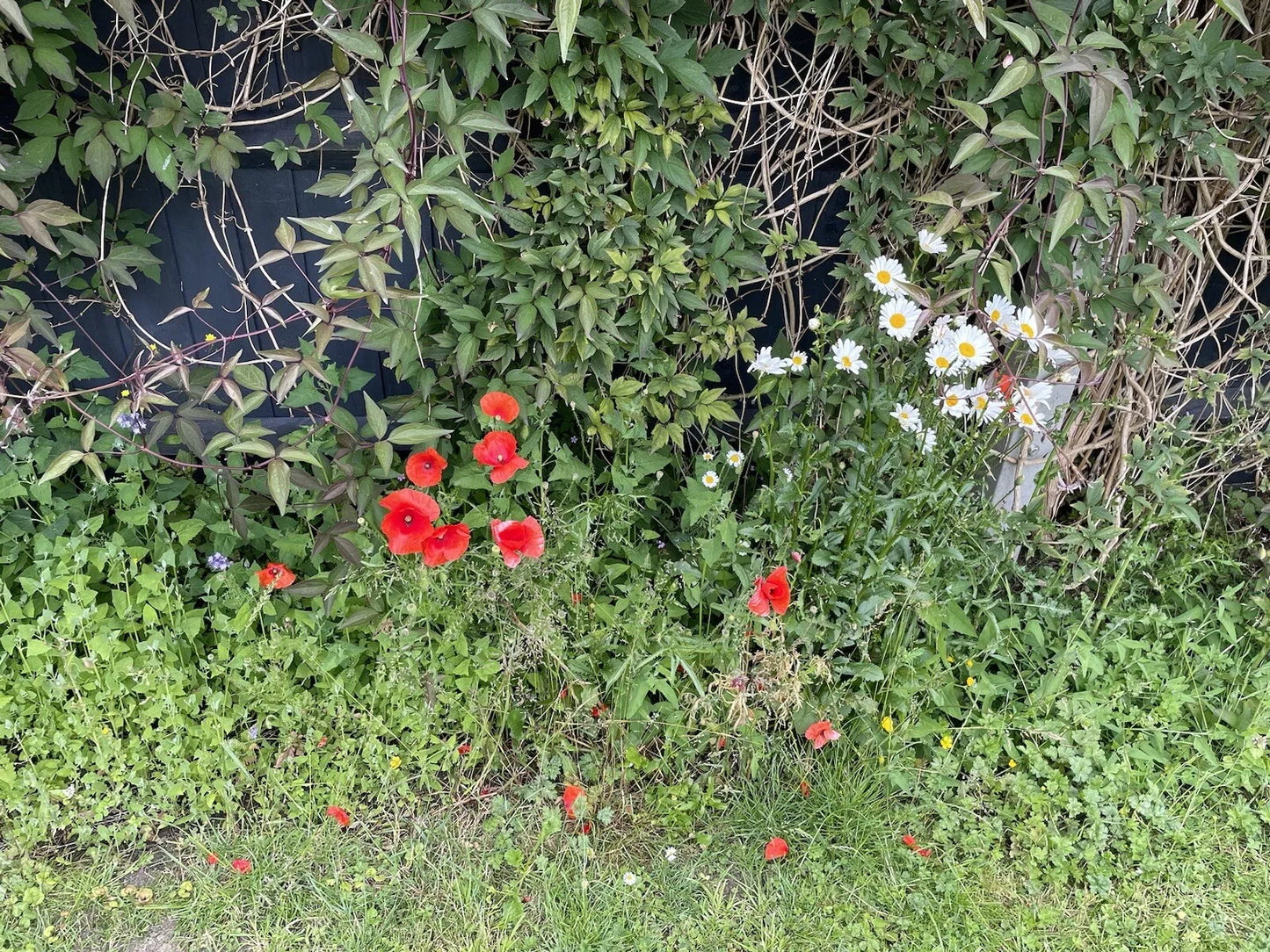 Wildflowers | 2000 Pure Wild Flower Summer Seeds Mix | NO GRASS Great for Bees & Insects | In Pictorial Packet With Growing Instructions | Always Dispatched Next Business Day