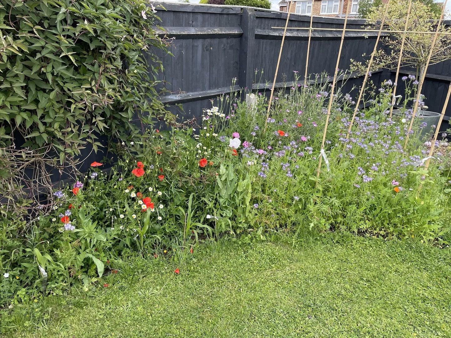 Wildflowers | 2000 Pure Wild Flower Summer Seeds Mix | NO GRASS Great for Bees & Insects | In Pictorial Packet With Growing Instructions | Always Dispatched Next Business Day