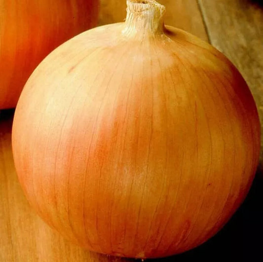 Onion Seeds - Sweet Spanish Giant Vegetable | 100 Seeds in Pictorial Packet With Growing Instructions | Always Dispatched Next Business Day