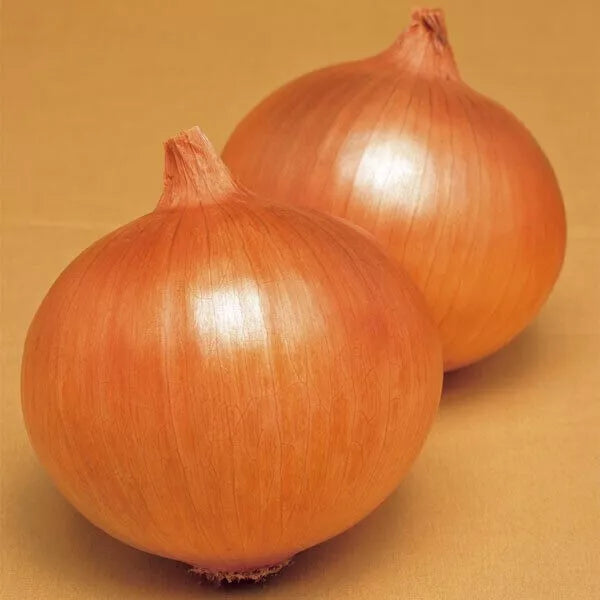 Onion Seeds - Sweet Spanish Giant Vegetable | 100 Seeds in Pictorial Packet With Growing Instructions | Always Dispatched Next Business Day