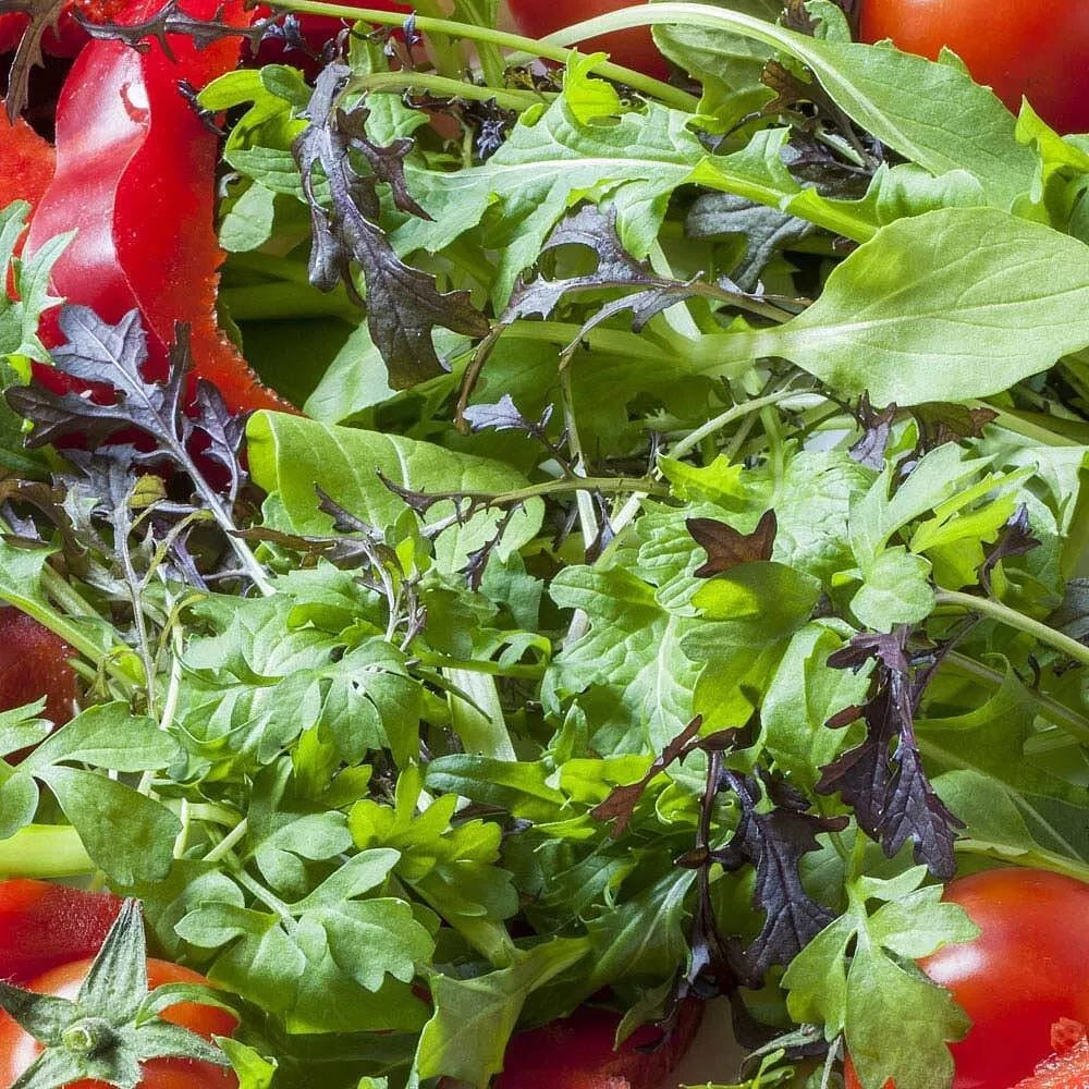 Spicy Greens Salad Seeds | Unusual & Oriental Rocket, Mustard, Mizuna Mix Mix | 250 Seeds in Pictorial Packet With Growing Instructions | Always Dispatched Next Business Day