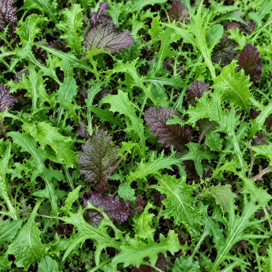 Spicy Greens Salad Seeds | Unusual & Oriental Rocket, Mustard, Mizuna Mix Mix | 250 Seeds in Pictorial Packet With Growing Instructions | Always Dispatched Next Business Day