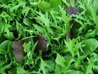 Spicy Greens Salad Seeds | Unusual & Oriental Rocket, Mustard, Mizuna Mix Mix | 250 Seeds in Pictorial Packet With Growing Instructions | Always Dispatched Next Business Day