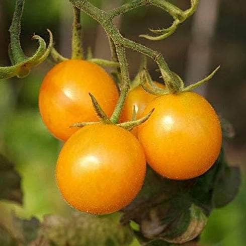 Tomato Seeds Bundle 4 Pack | Yellow Sunbaby, Piccolo, Gardener's Delight, Cherry Rubinka Tomatoes | In Pictorial Packet With Growing Instructions | Always Dispatched Next Business Day